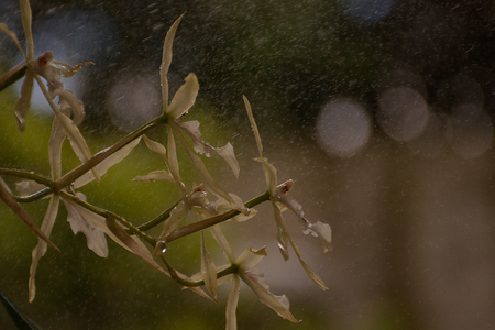 backlight of a wild orchid with dew drops of the early morningの写真素材