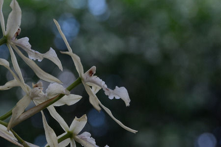 backlight of a wild orchid with dew drops of the early morningの写真素材