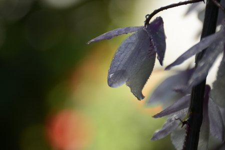 backlight of a wild orchid with dew drops of the early morningの写真素材
