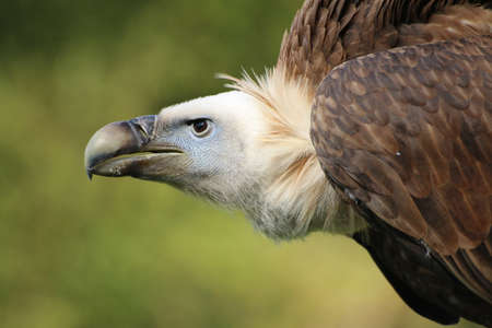 Griffon vulture Portraitの写真素材