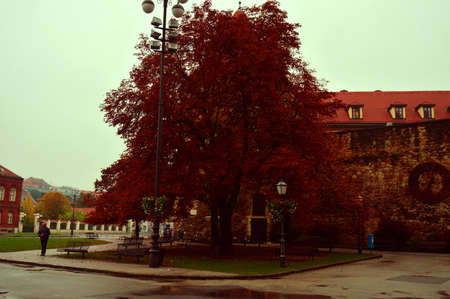 Tree with red leaves in the middle of Zagreb cityのeditorial素材