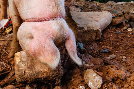 Horizontal close up of a pig eating from a vucketの写真素材