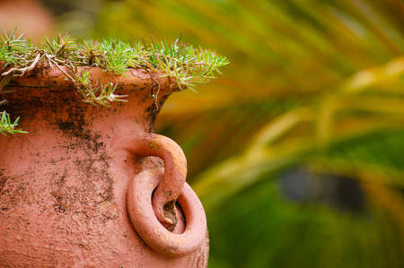 Horizontal close up of a terracotta vase with rosemaryの写真素材
