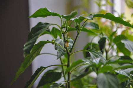 Young pepper seedlings and dying flowers in container on window sill. Vegetables disease, dried flowers. Failed home organic farmingの写真素材