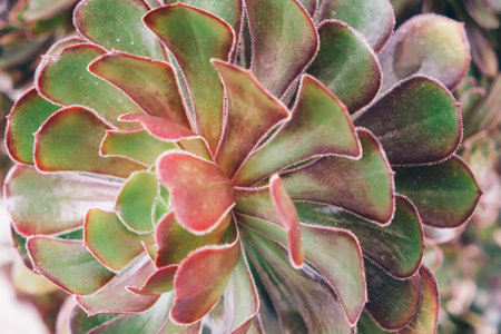 Beautiful rosette aeonium, close-up. Top view green succulent plant. Green succulent with funny leaves. high quality photoの写真素材