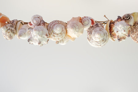 Various seashells garland on white background. Summer concept for travel agency or post, greeting card with copy spaceの写真素材