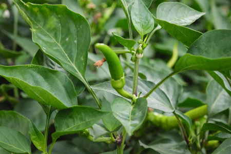 Close up long green chili pepper on tree in the plantation. selective focus.の写真素材
