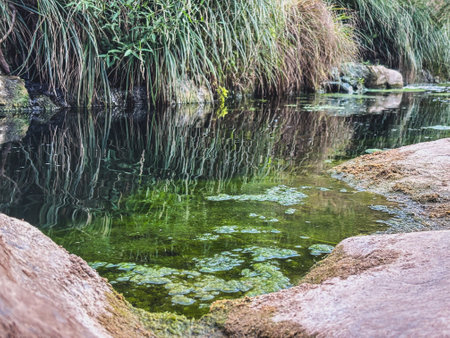 Pond with lush greenery and reflective water surface. Pond water with algae and aquatic plantsの写真素材