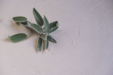 Fresh green sage leaves, for culinary, herbal, or natural wellness uses. salvia officinalisの写真素材