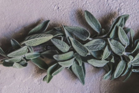 Fresh green sage leaves, for culinary, herbal, or natural wellness uses. salvia officinalisの写真素材