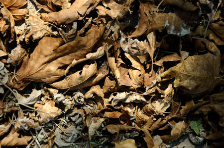 Autumn leaves-1の写真素材