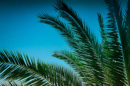 Palm Tree-3