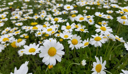 Daisy fieldの写真素材