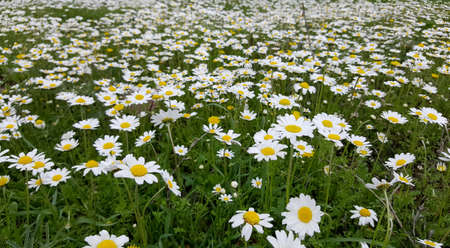 Daisy fieldの写真素材