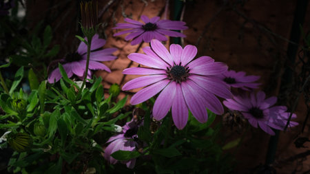 Beautiful violet spring flowers with sunlightの写真素材