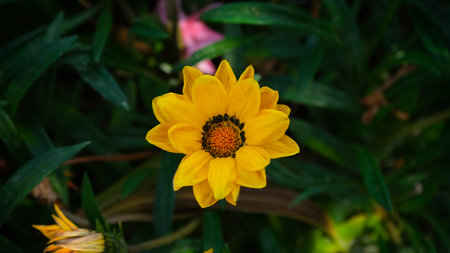 Beautiful spring flowers, close up shootの写真素材