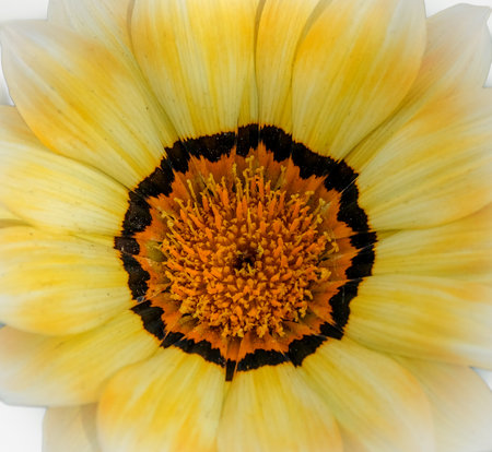 macro shooting on beautiful flowerの写真素材