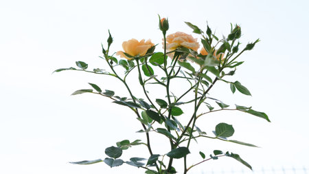 Beautiful rose plant moving in the wind on sky backgroundの写真素材