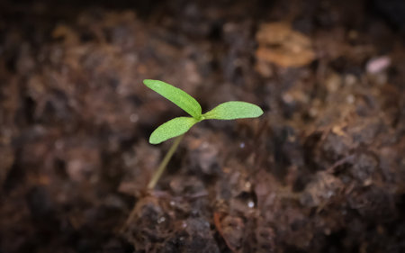 macro shoot on sprout growing from soilの写真素材