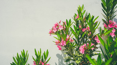 oleander flowers on white backgroundの写真素材