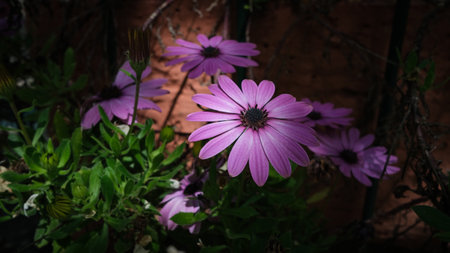 Beautiful violet spring flowers with sunlightの写真素材