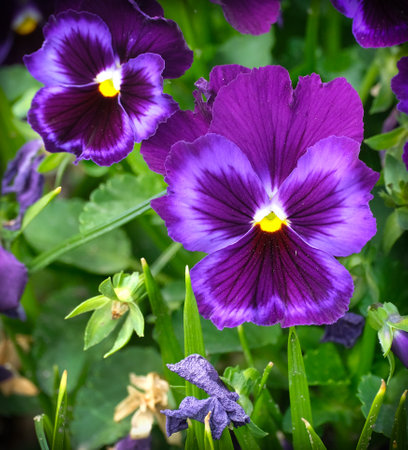 Beautiful spring flowers, close up shootの写真素材