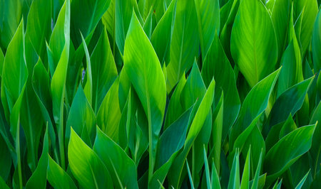 green leaves background - nature green backgroundの写真素材
