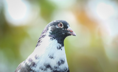 close up of a beautiful pigeonの写真素材