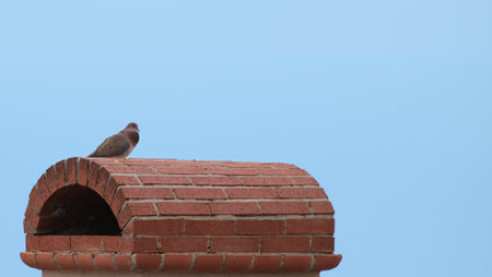 Pigeon sitting on a red brick chimney with blue backgroundの写真素材