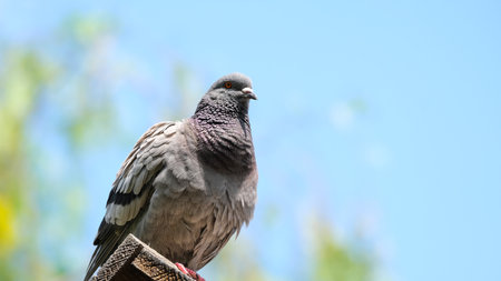 close up of a beautiful pigeonの写真素材