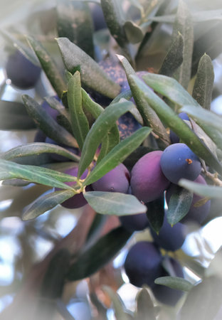 Olive tree branch with ripe olives ready for harvest, selective focusの写真素材