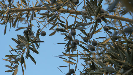 Olive tree branch with ripe olives ready for harvest, selective focusの写真素材