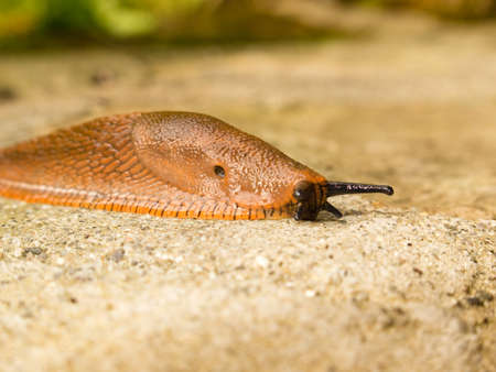 A closeup of a brown orange land slug on stoneの写真素材
