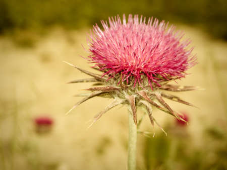 A closeup of an Alpine thistle or Carduus Defloratusの写真素材