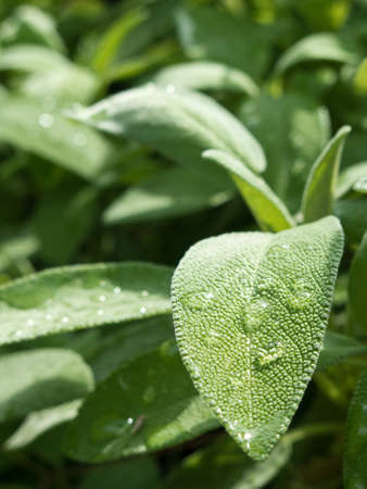 The aromatic culinary herb called Salvia officinalis or sage with water droplets on leavesの写真素材