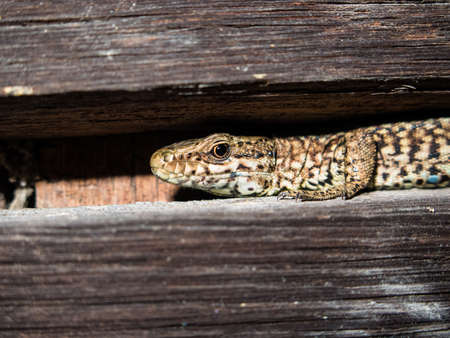 A close-up of a common wall lizard or Podarcis muralis in northern Italyの写真素材