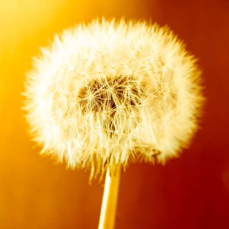 Fluffy dandelion on red and orange vintage backgroundの写真素材