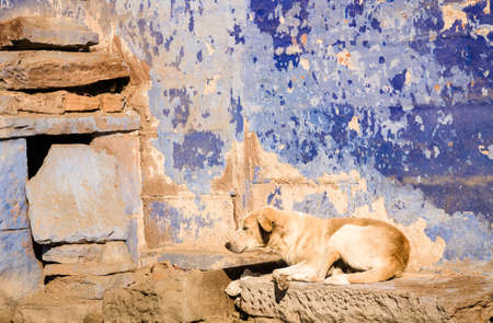 A sleeping brown beige indian dog against a blue wall in the city of Jodphur in Rajasthan, Indiaの写真素材