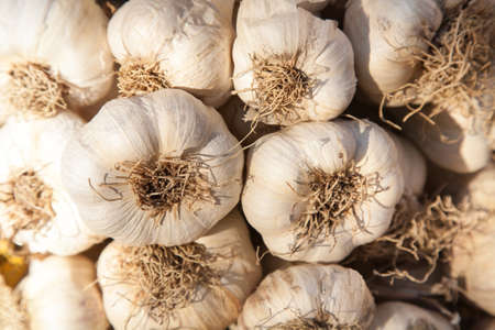 A bunch of Italian garlic bulbs used for seasoningの写真素材