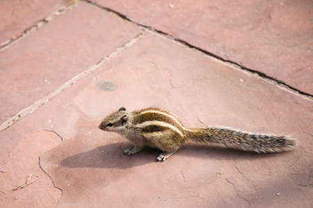 An Indian palm squirrel on a red pavement in Old Delhi, Indiaの写真素材