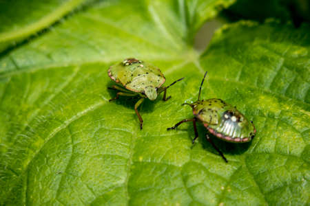 Two Nezara viridula bugs or southern green stink bugs on a cucumber plantの写真素材
