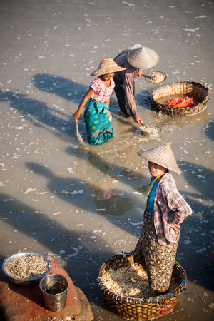 Mandalay, Myanmar - 2016, December 26 : A group of Burmese people wearing conical hats working in Mandalay in a canal off the Irrawaddy river cleaning garlicのeditorial素材