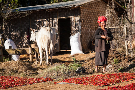 Kalaw, Myanmar - 2017, January 1 : A female member of the Pa'O ethnic group in a village near the hill town of Kalaw in the Shan state of Burmaのeditorial素材