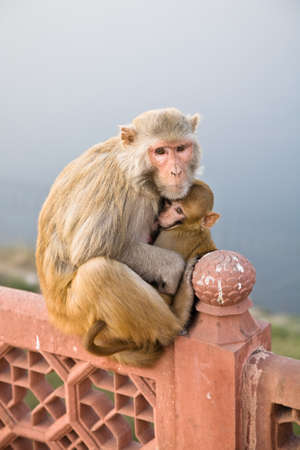 A mother Rhesus Macaque with infant on an Indian style railing or fenceの写真素材