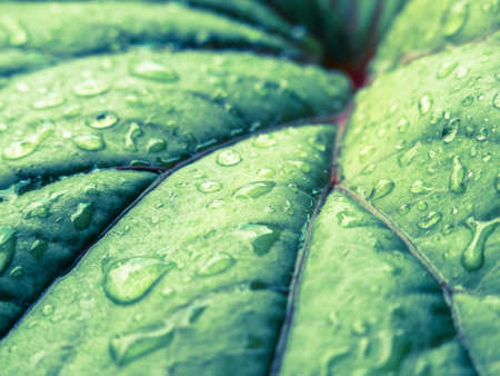 A green leaf with lines and droplets as a backdropの写真素材