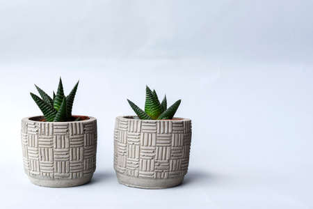 Succulent on a Gray Backgroundの写真素材