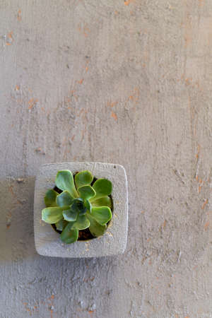 Succulents in Handmade Gray Concrete Flowerpots on a Gray Backgroundの写真素材