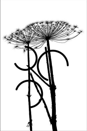 silhouette cow parsnipのイラスト素材