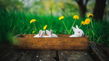 Three lovely fluffy rabbits sit in a wooden box on an old wooden board in the summer garden. Concept: Little white rabbits.の写真素材