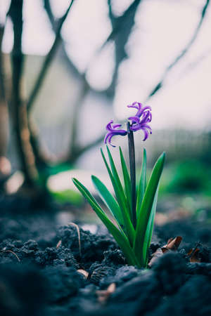 Macro image of spring Hyacinth violet flowers, abstract soft floral and darkness bokeh background.の写真素材